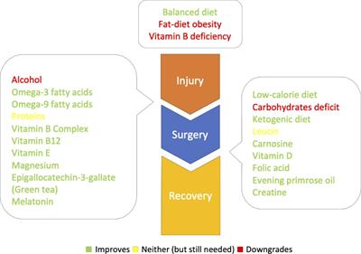 A review of the diet, nutrients, and supplementation potential for the outcome augmentation in surgical treatment of peripheral nerve injuries